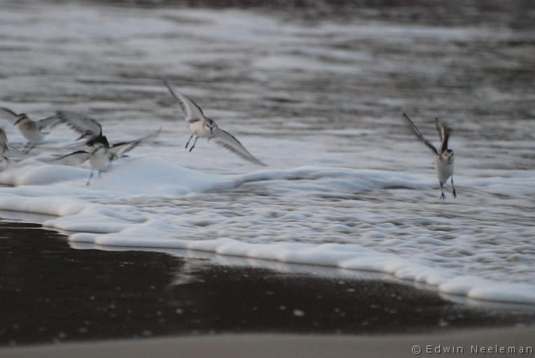 ENE-20080905-0050.jpg - [nl] Drieteenstrandlopers ( Calidris alba  ) | Sandbanks Provincial Park, Burgeo, Newfoundland, Canada[en] Sanderling ( Calidris alba  ) | Sandbanks Provincial Park, Burgeo, Newfoundland, Canada